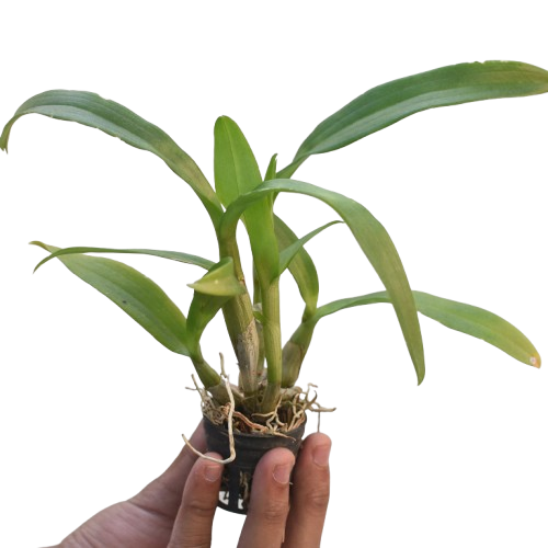 Dendrobium Ceasar Red orchid plant with healthy green canes and lush foliage, ideal for indoor decor and orchid growing
