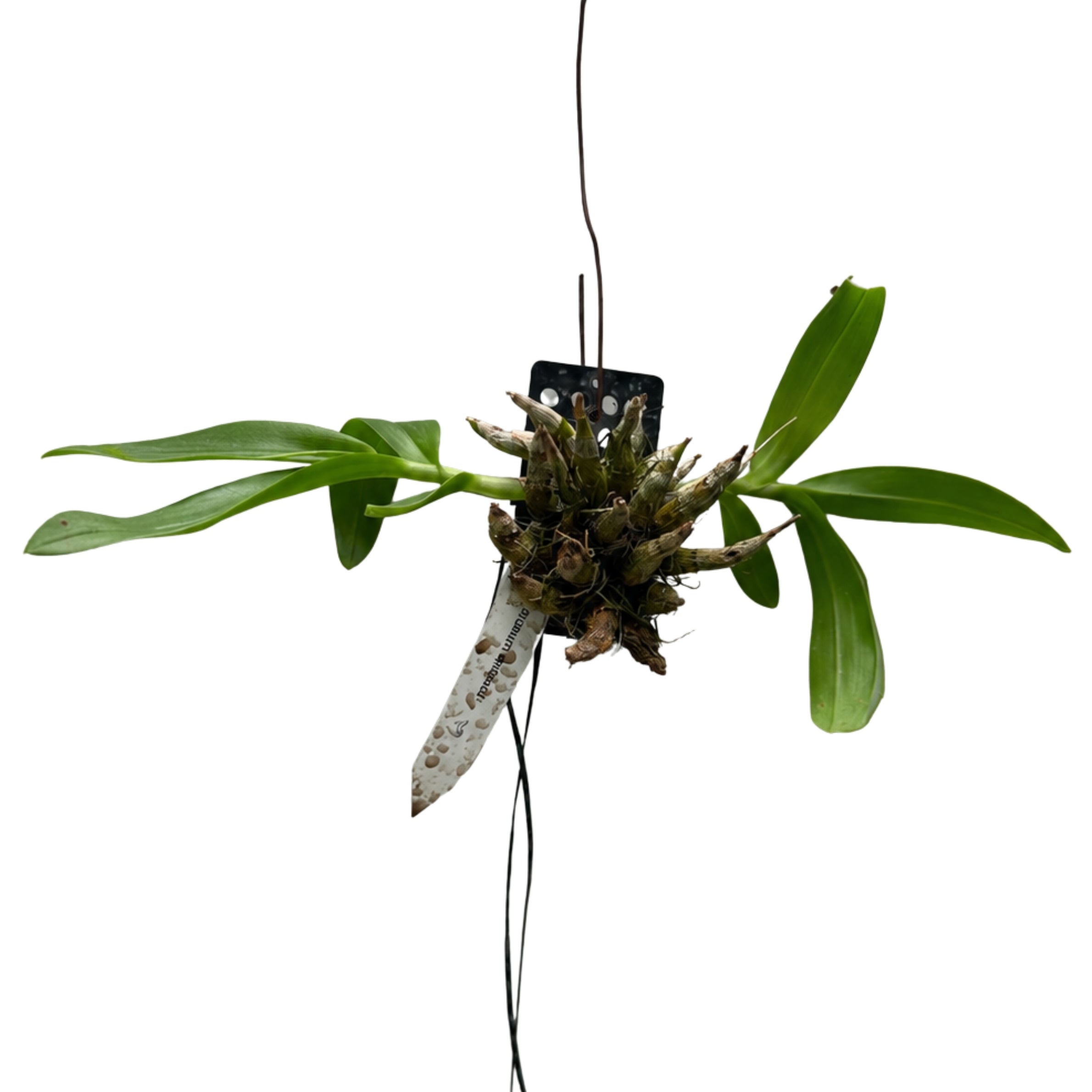 Healthy Dendrobium delacourii orchid plant with compact green foliage and strong growth, a rare miniature species orchid ideal for collectors looking to buy exotic orchid plants online in India from Click Orchid.