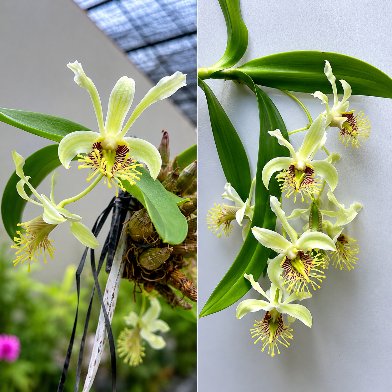 Rare Dendrobium delacourii flower featuring elegant pale green to creamy white petals with fringed lips and maroon-brown striped markings, a miniature species orchid perfect for collectors and orchid enthusiasts in India.