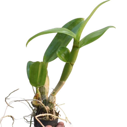 Dendrobium Ekapol Splash orchid plant without flowers, healthy dendrobium hybrid with green canes, indoor orchid plant for home decor and balcony gardening in India