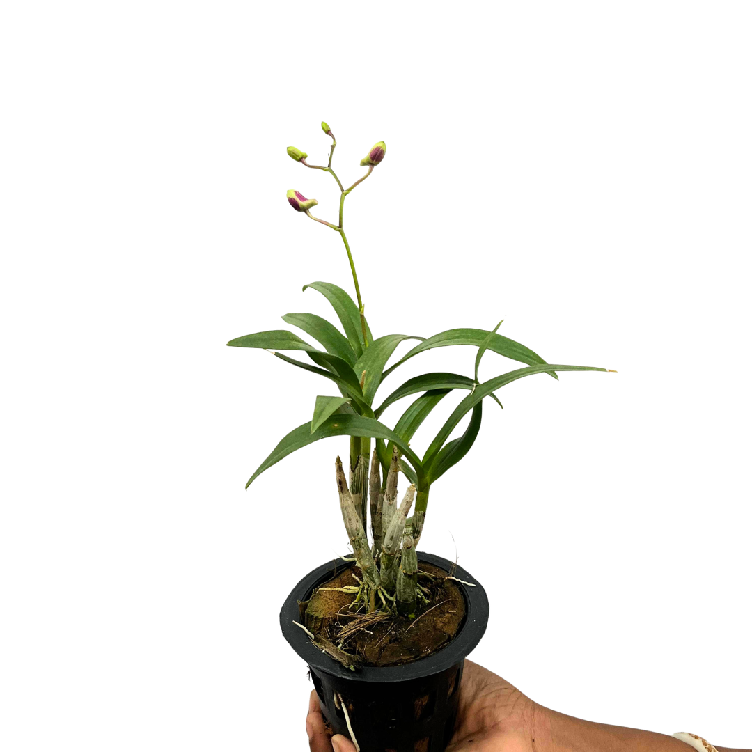 Dendrobium Enobi Purple × Yaya Compactum hybrid orchid plant,
Unique Dendrobium orchid variety for orchid collectors and exotic plant enthusiasts.A special addition to your collection of hybrid Dendrobium orchids.