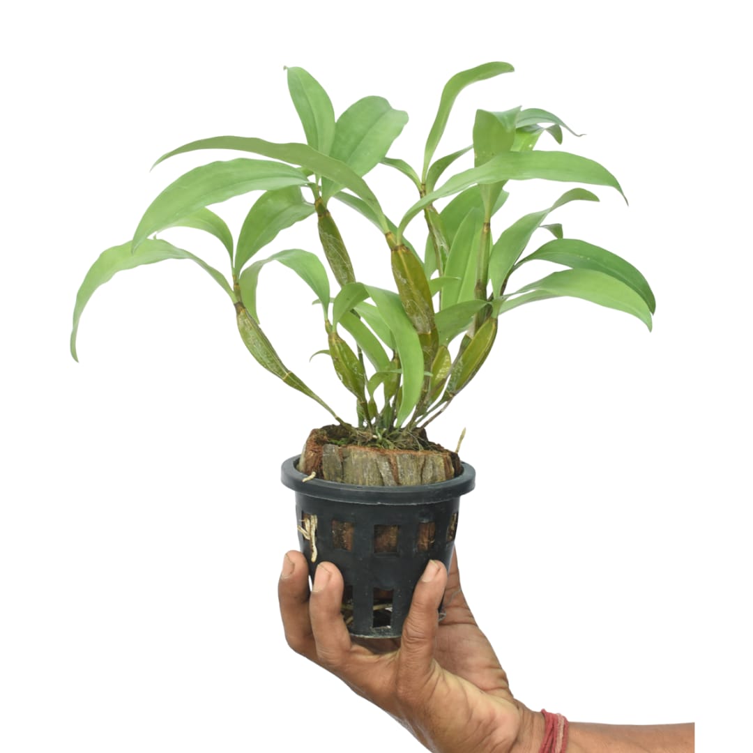 Dendrobium farmeri Pink live orchid plant with arching green canes and healthy foliage, premium Dendrobium orchid for doorstep delivery in India