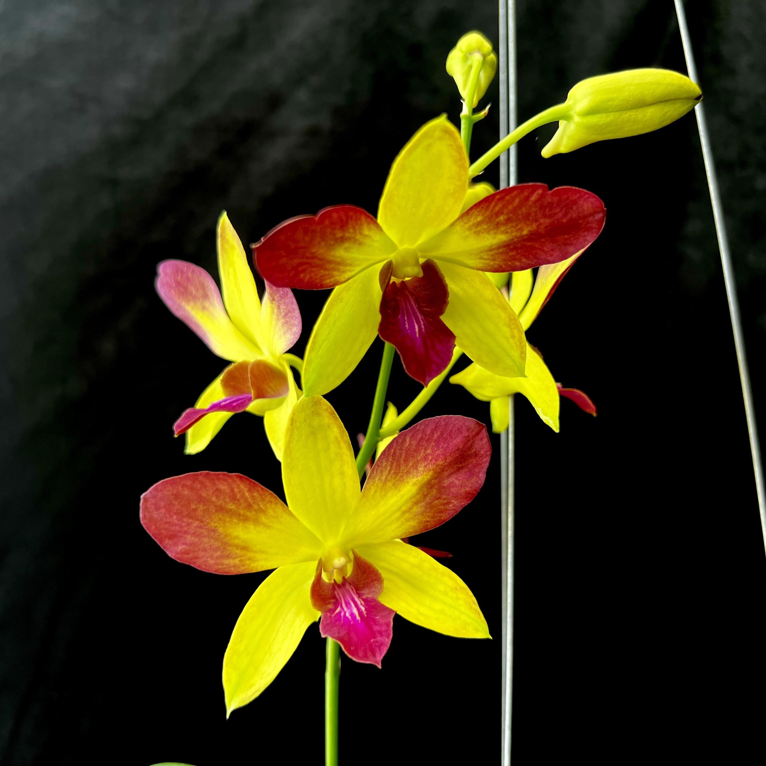 Dendrobium Giver God orchid flower with bright yellow petals and red pink center, vibrant multicolour flowering orchid India