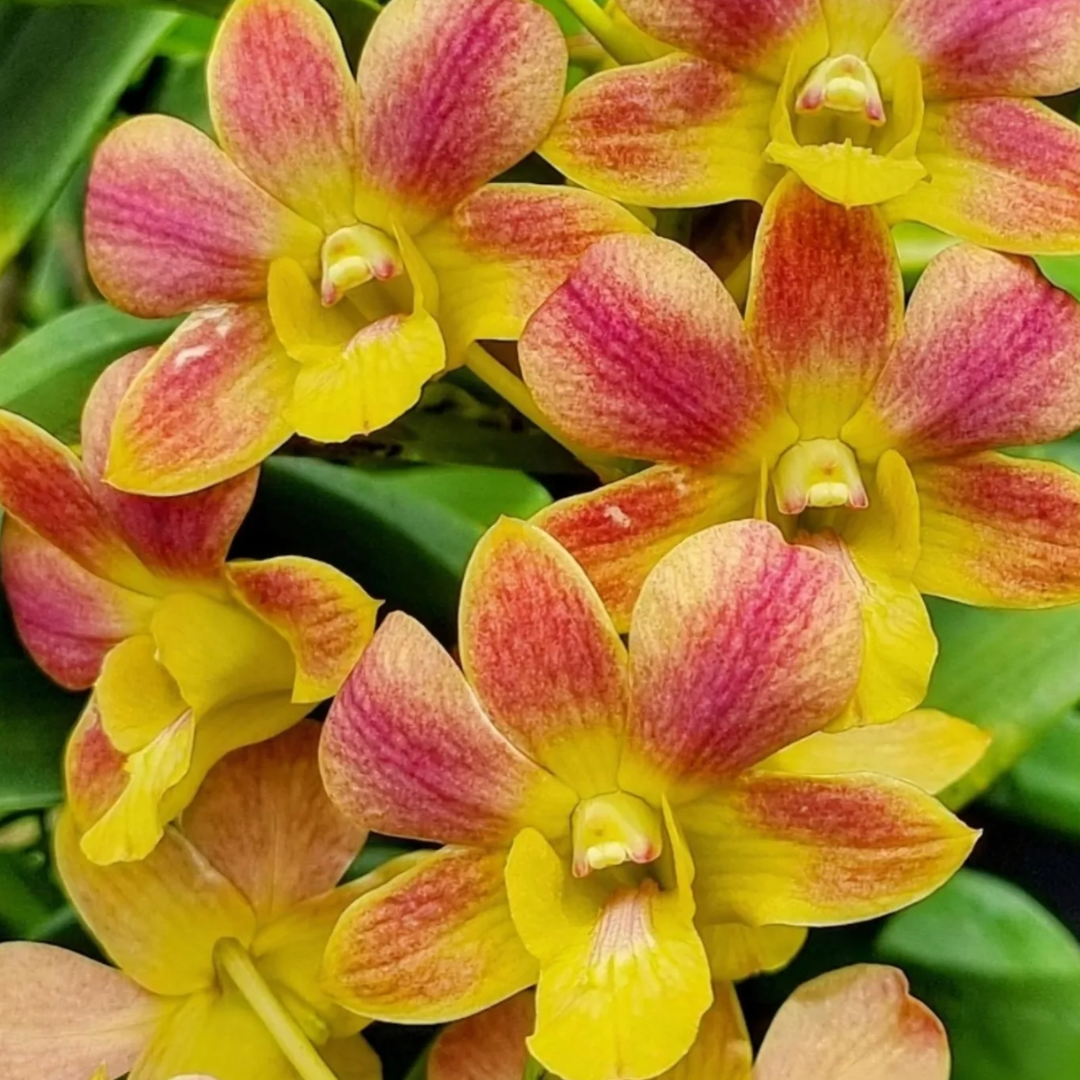 Dendrobium Gold Flush Lasianthera orchid with golden blooms on tall canes, a healthy colourful orchid plant for gifting in India