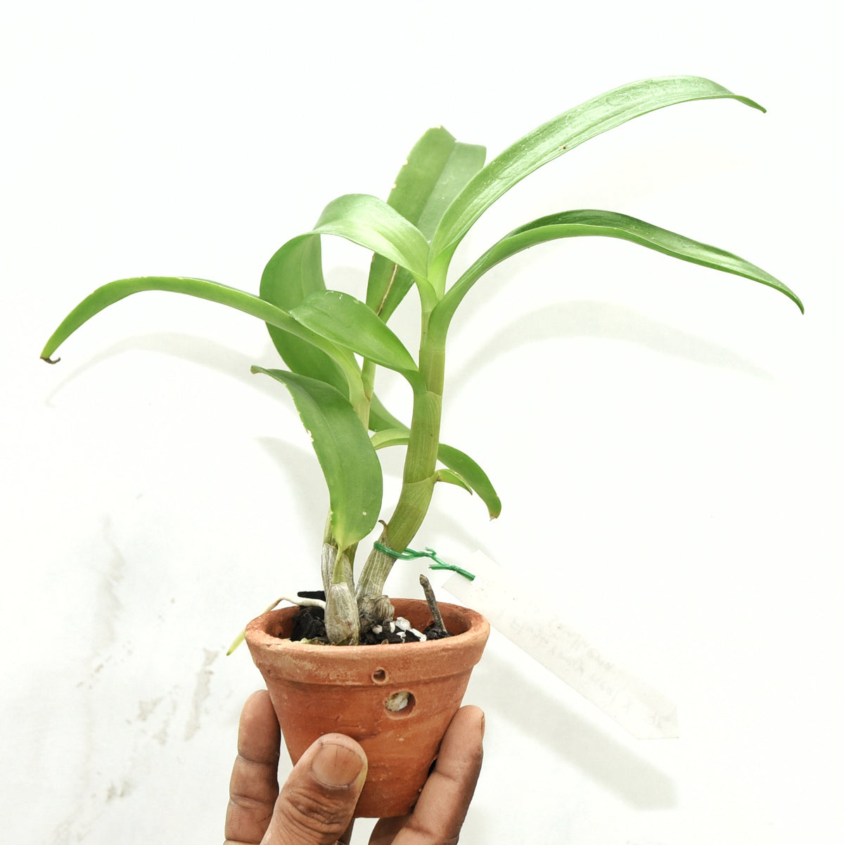 Dendrobium Gold Flush Lasianthera orchid with golden blooms on tall canes, a healthy colourful orchid plant for gifting in India