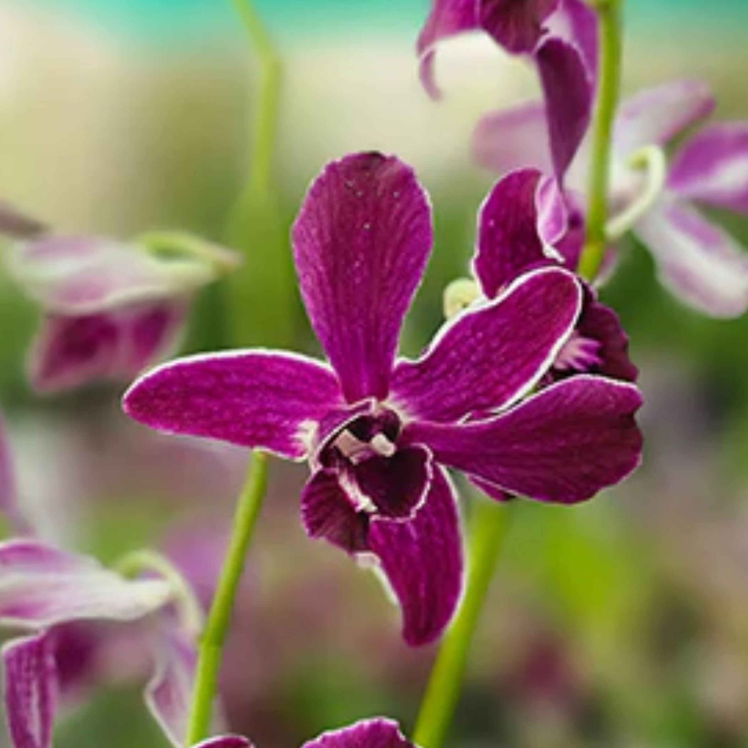 Dendrobium Hirochi orchid flower with deep purple violet petals and soft white center, vibrant indoor flowering orchid bloom