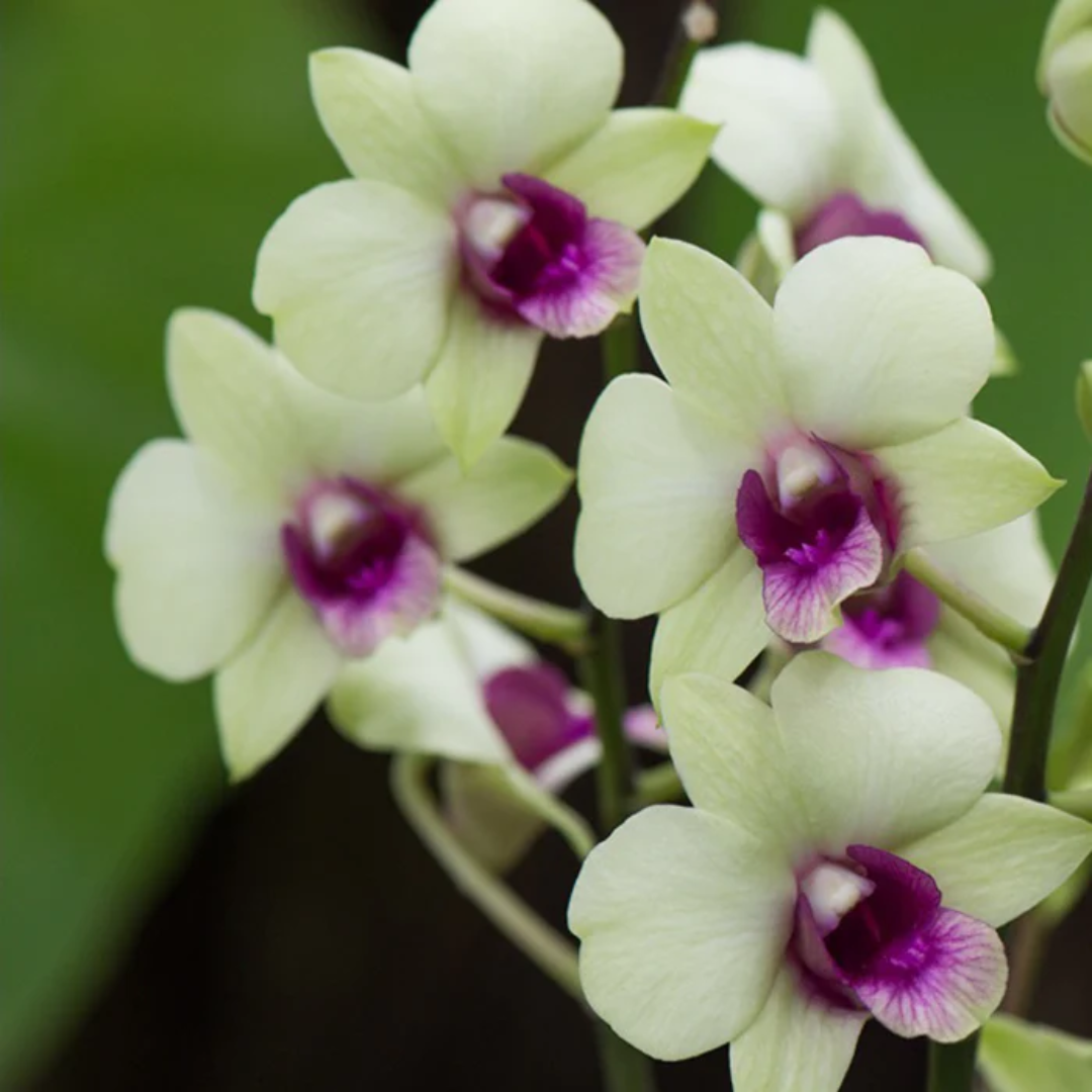 Dendrobium Jade Junior orchid blooms with pale cream petals and vibrant purple lip cluster.