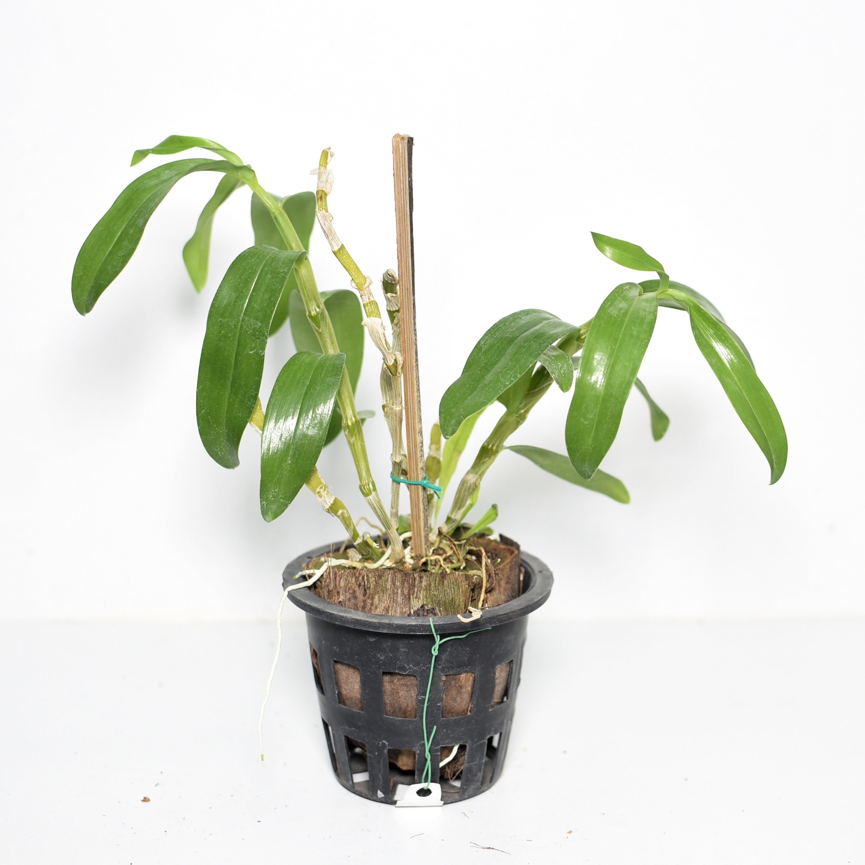 Dendrobium Jairak Dawn Yellow Lip orchid plant with healthy flowering canes, lush green foliage, multiple white blooms, and vigorous growth suitable for indoor orchid displays, balcony gardens, and healthy live orchid plants online in India.