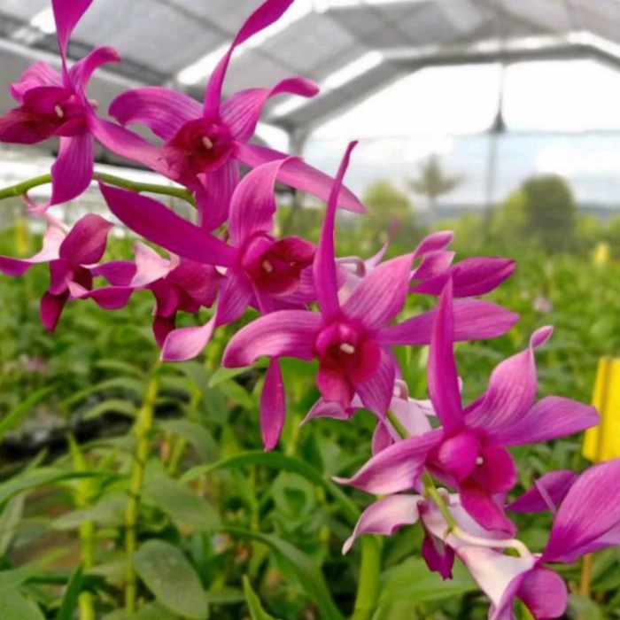 Dendrobium Judy Ruth x Lasianthera orchid flower with twisted vibrant pink petals and rich magenta tones