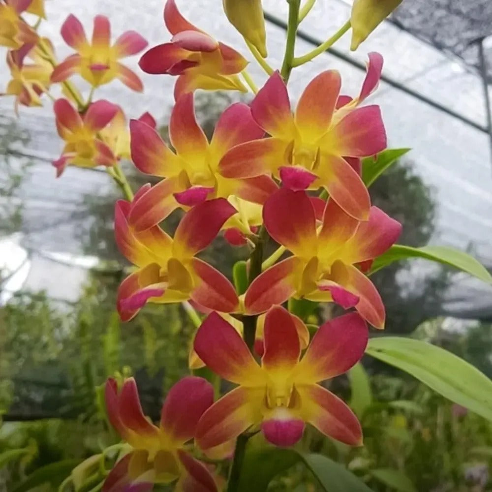 Dendrobium KGI Brown orchid flower with rich brown and golden tones and contrasting lip, rare coloured dendrobium bloom for indoor decor and plant lovers