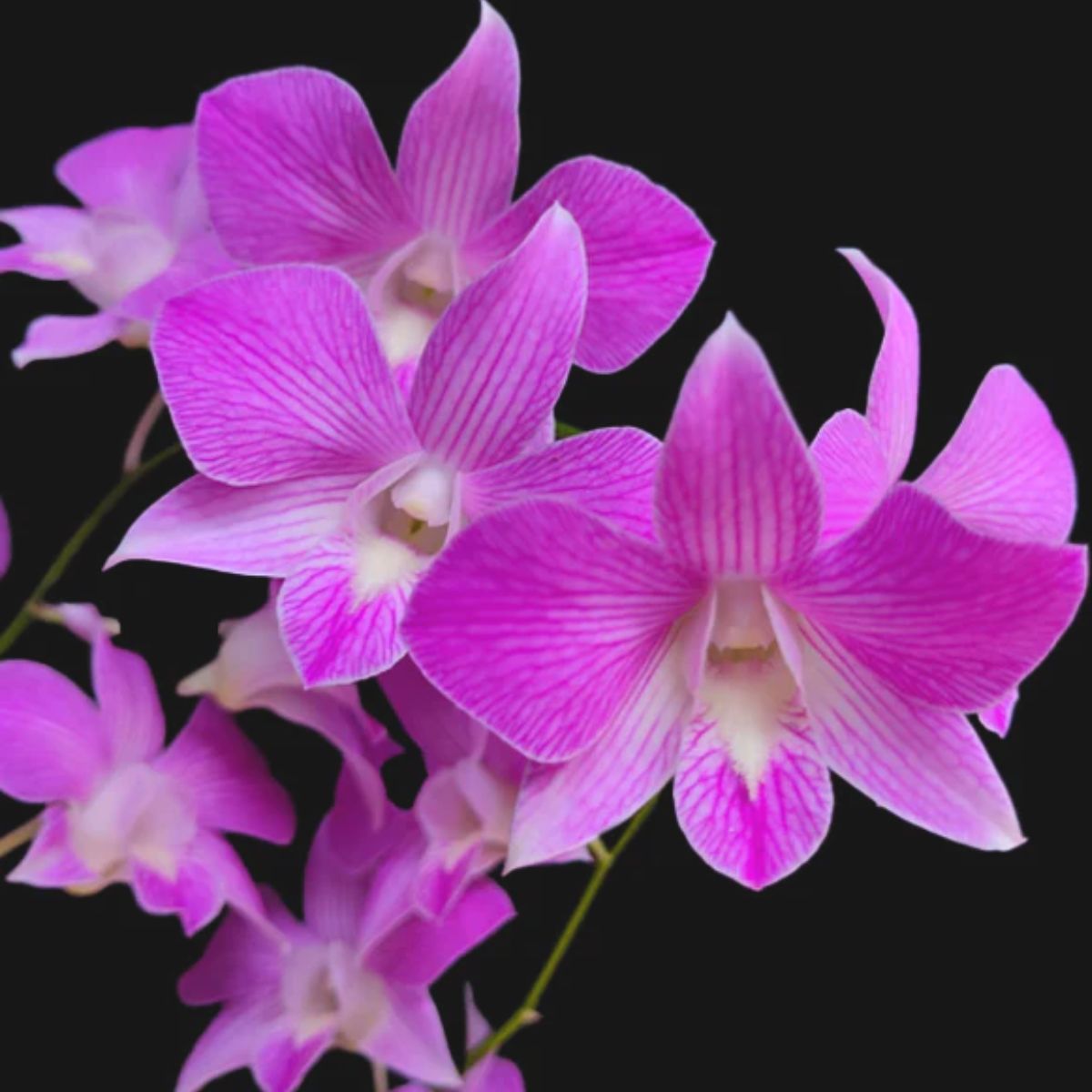 Dendrobium Karen x Compactum orchid flower with pink lavender petals and contrasting lip, compact dendrobium bloom for indoor decor and gardening