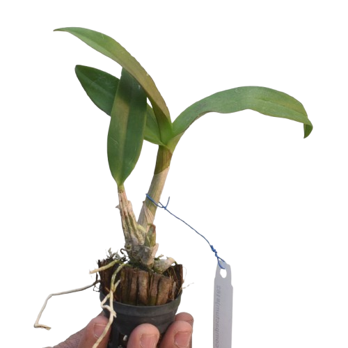 Dendrobium Karen x Compactum live orchid plan in pot, compact growth with green canes, ideal indoor orchid plant for small spaces and balcony gardening in India
