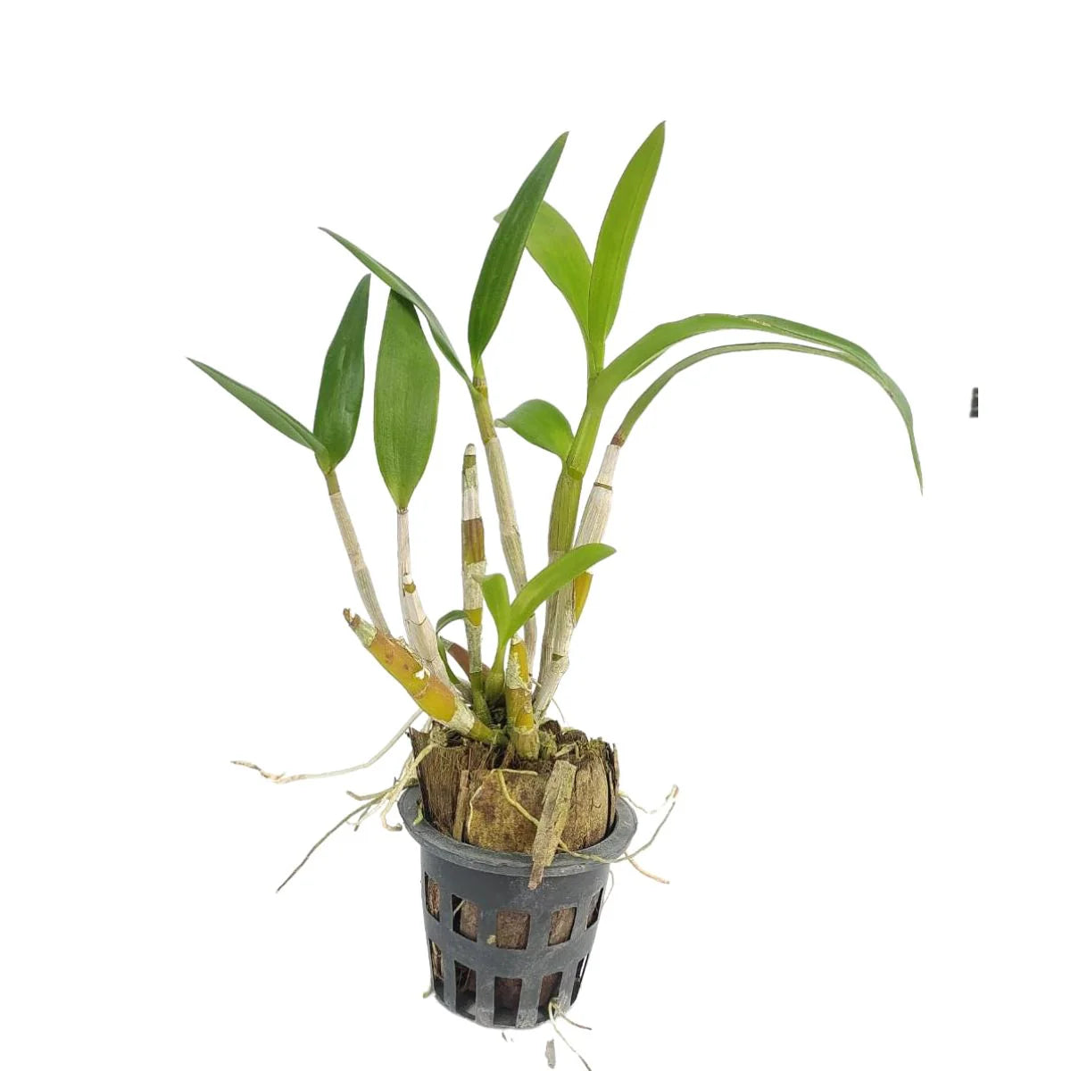 Dendrobium King Cobra x Warawan orchid plant with green canes and fresh foliage, suitable for indoor decor and orchid growing, live plant delivered to your doorstep