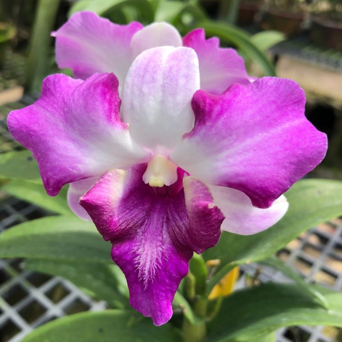 Dendrobium King Dragon orchid bloom with rich magenta purple tones and layered petals, premium orchid flowers India.