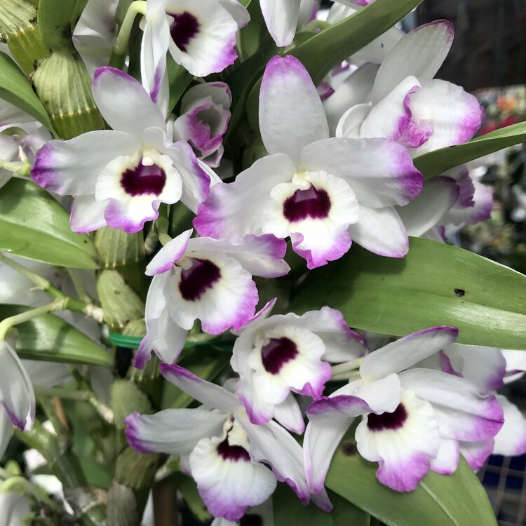 Dendrobium Love Memory Fizz orchid flowers with white petals edged in soft pink and a deep pink plum lip, dense blooms along cane, fragrant Nobile hybrid orchid India