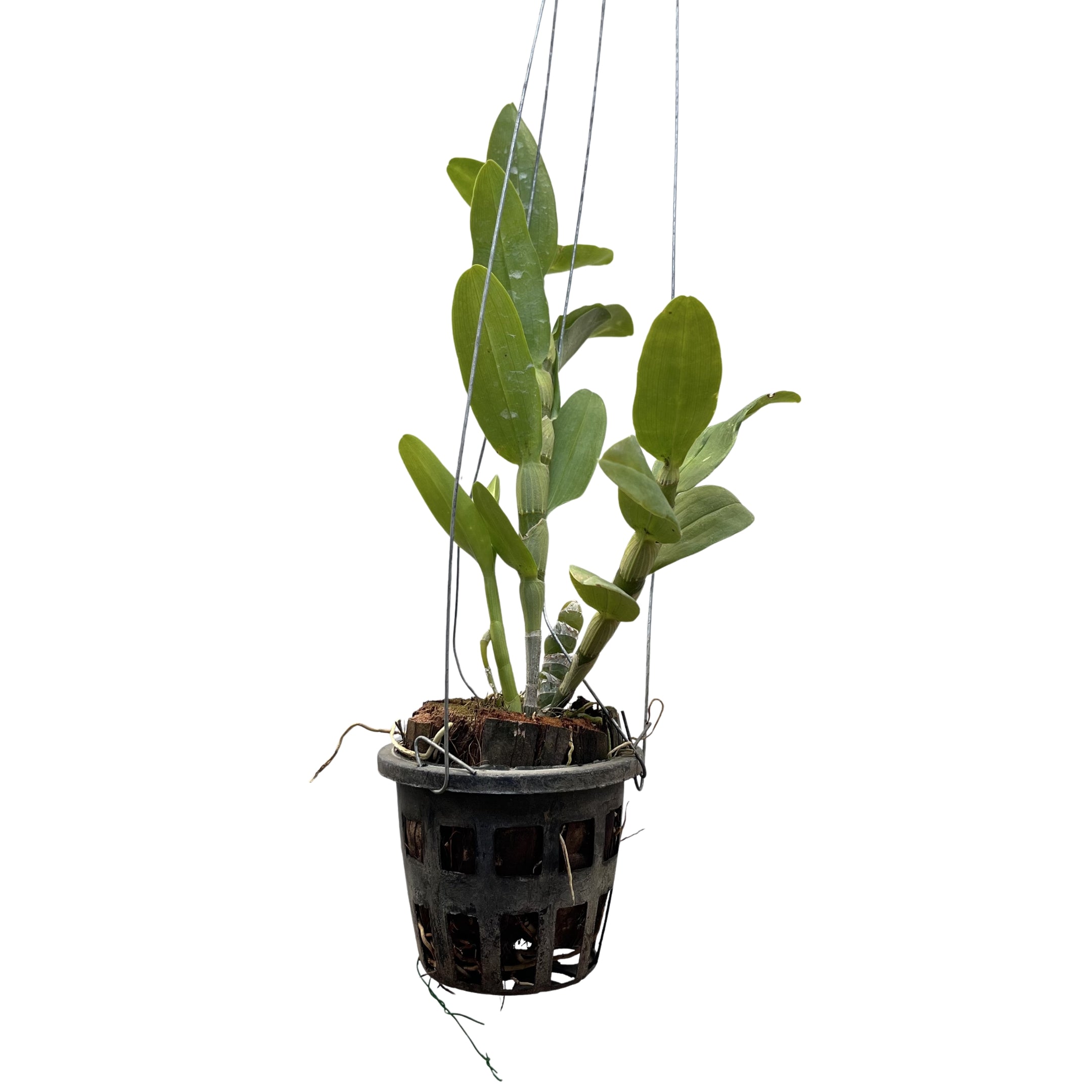 Dendrobium Love Memory Fizz orchid plant with tall green canes covered in multiple white and pink flowers growing along nodes, healthy Nobile orchid suitable for Indian climate indoor decor and balcony garden