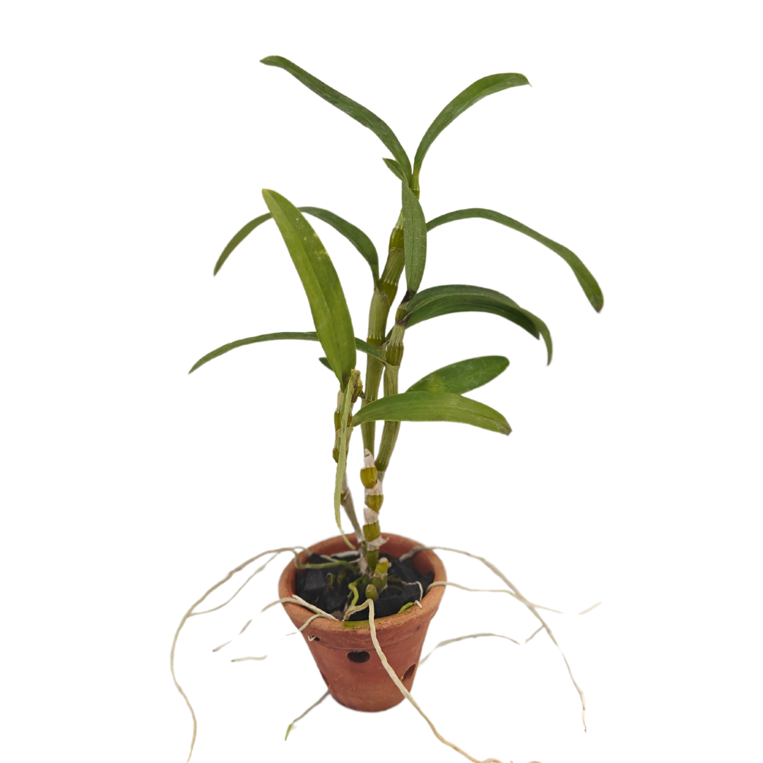 Dendrobium Nobile Hybrid orchid plant with tall healthy green canes and multiple flower clusters growing along the nodes, healthy tropical orchid suitable for Indian climate balcony garden and indoor decor