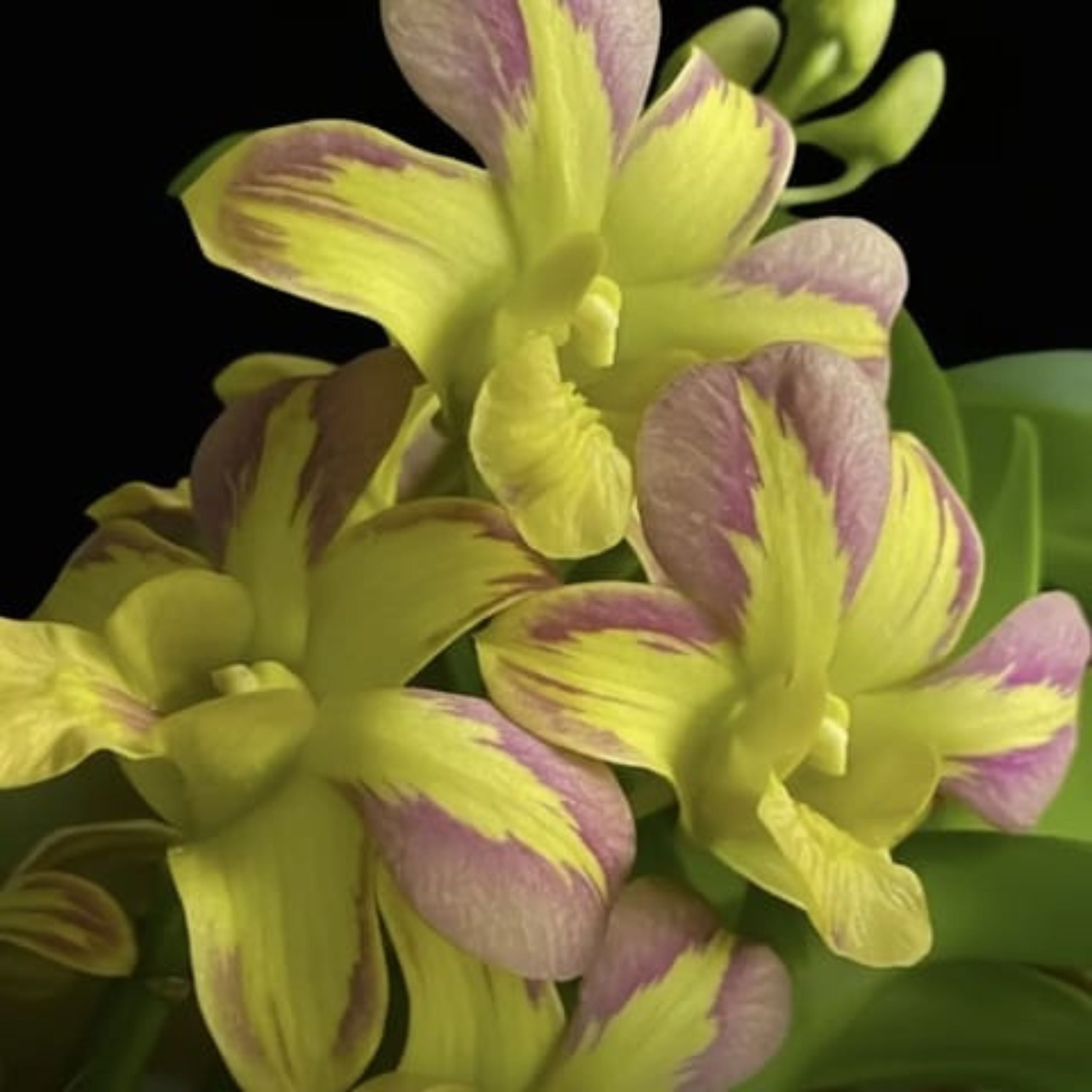 endrobium Nopporn Mutation orchid flower with yellow green petals and maroon purple streaks, rare dendrobium orchid bloom close up, exotic orchid plant India