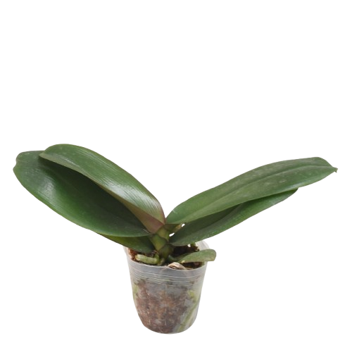 Phalaenopsis Younghome September