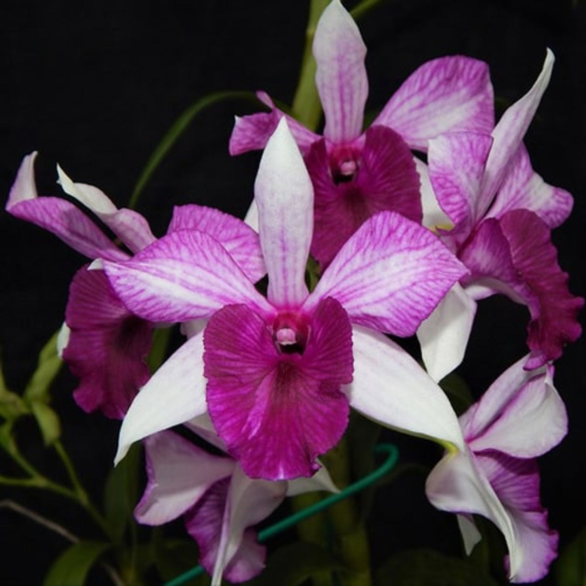Dendrobium Freida Bratanata