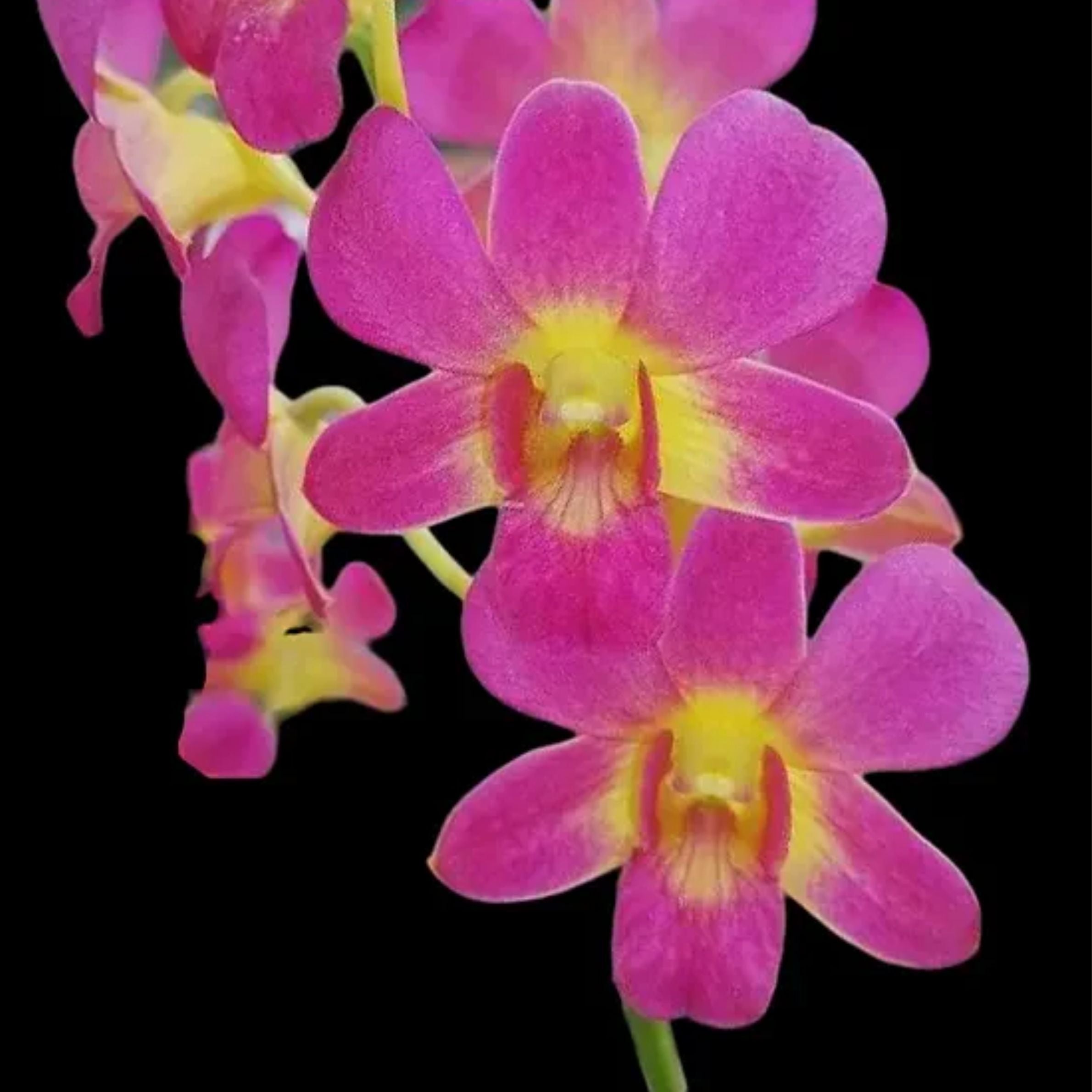Dendrobium Suchart Red