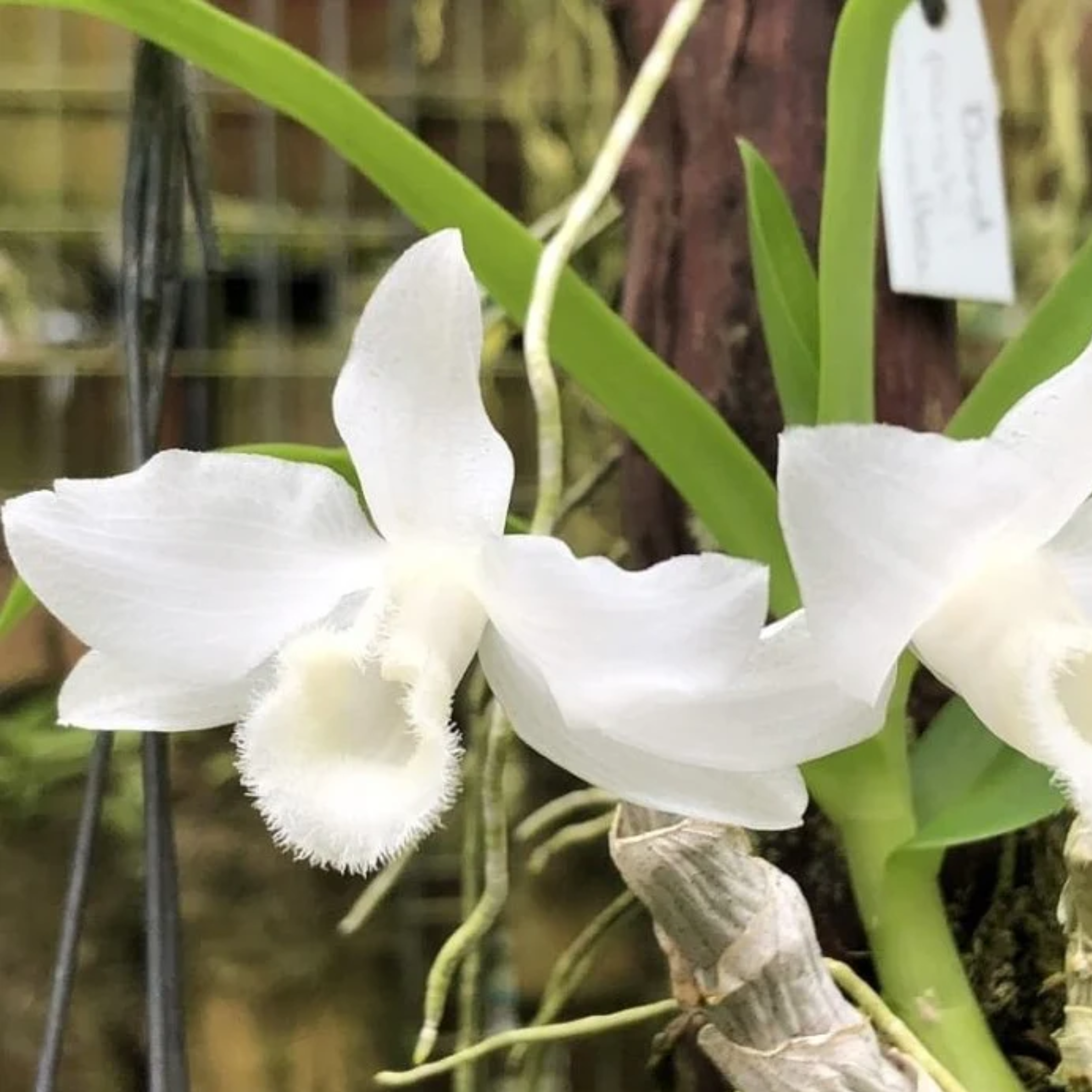 Dendrobium Parishii Alba orchid flower with pure white petals, frilled white lip, fragrant exotic blooms, and elegant cascading species orchid appearance ideal for rare orchid collections, hanging orchid displays, and tropical orchid enthusiasts in India. Premium alba form Dendrobium species with crystalline white flowers and collector quality blooming habit.