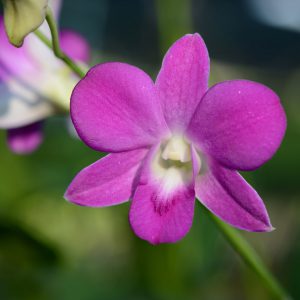 Dendrobium Pink Lady orchid flower with soft pink petals and a white throat, elegant dendrobium bloom