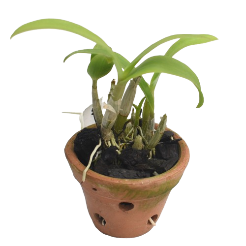 Dendrobium Pop's Eye orchid plant, small potted plant with healthy canes and roots.