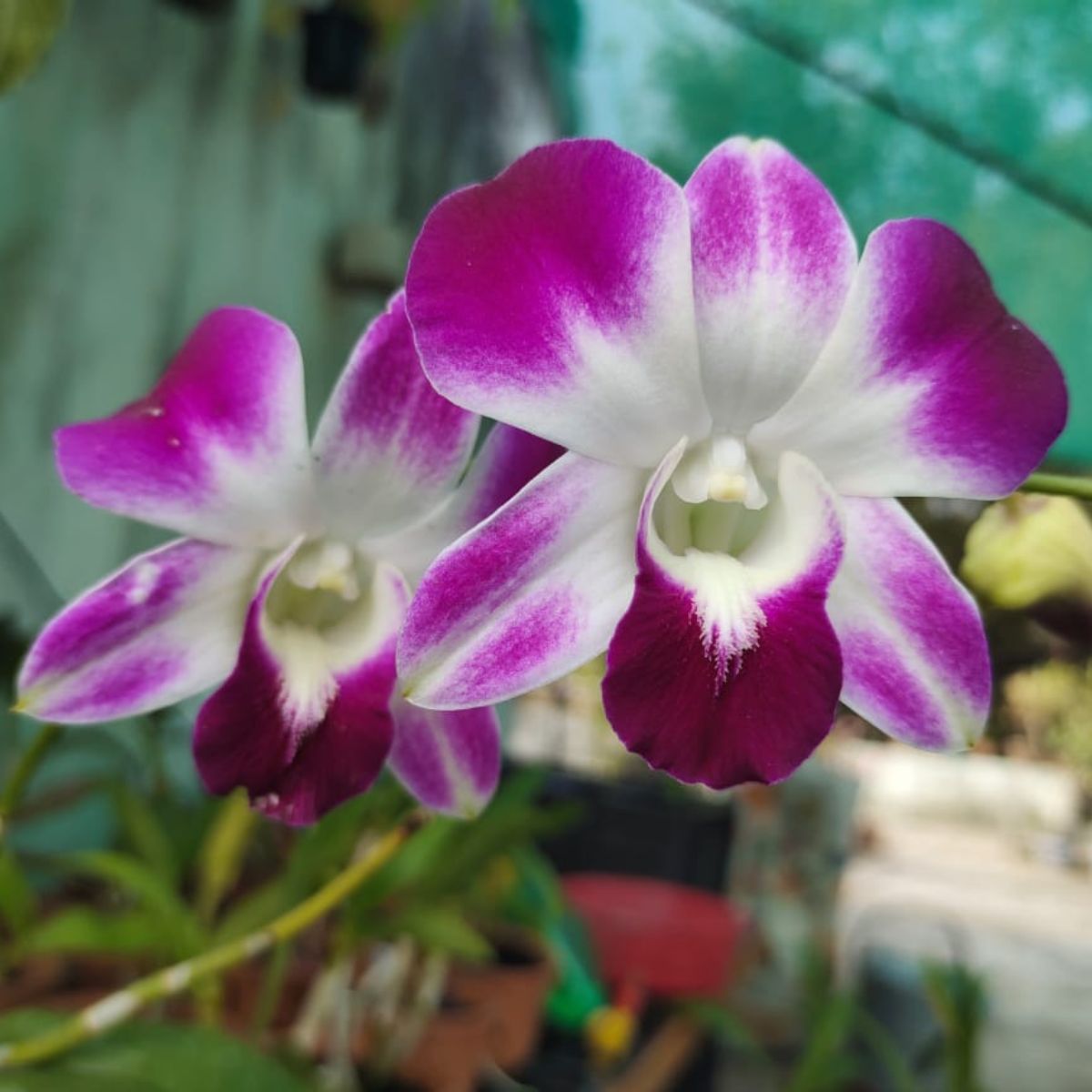 endrobium Sonia Purple orchid showing rich purple blooms with elegant petals, vibrant flowering orchid India