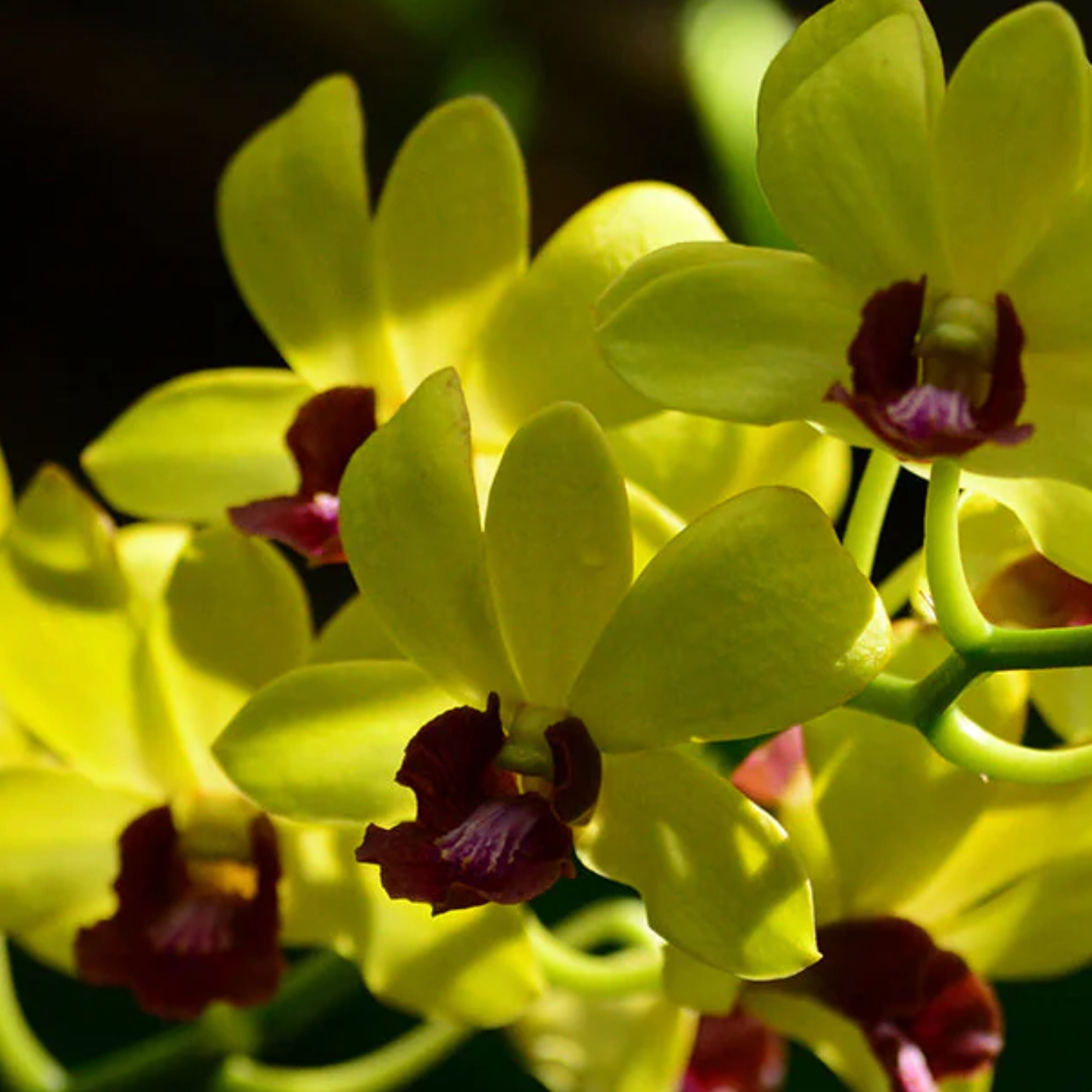 Dendrobium Thongchai Gold orchid flower with bright golden yellow petals and contrasting center, vibrant dendrobium bloom for indoor plant decor