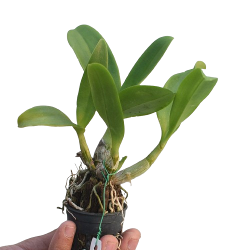 Dendrobium Thongchai Gold live orchid plant, healthy green canes, indoor orchid plant for home decor, balcony gardening, and orchid growing in India