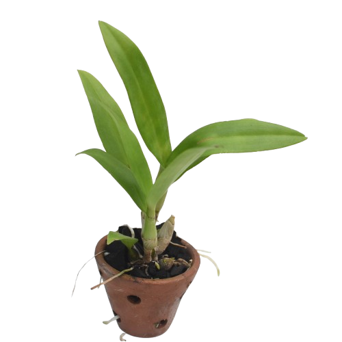 Potted Dendrobium Thongchai Gold orchid plant, blooming indoor orchid plant India for home decoration