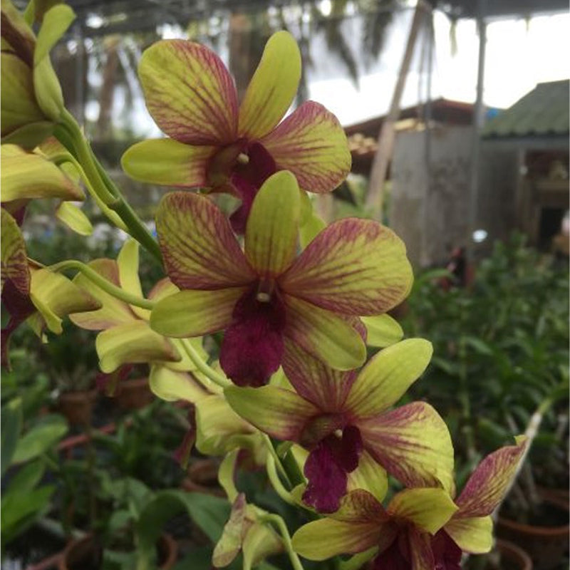 Dendrobium Thongchai Gold Splash orchid flower with yellow green petals and maroon stripe patterns, unique patterned dendrobium bloom for indoor decor