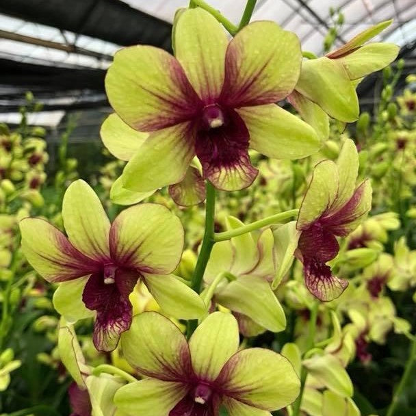Dendrobium Thongchai Pinwattana Gold orchid flower with bright golden yellow petals and contrasting pink to purple lip, vibrant dendrobium bloom