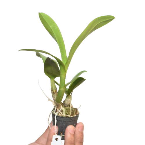 Healthy Dendrobium Triple Fantasy orchid plant with strong green canes, broad leaves, and multiple flower spikes, grown in a pot, suitable for home gardening and orchid collection in India.