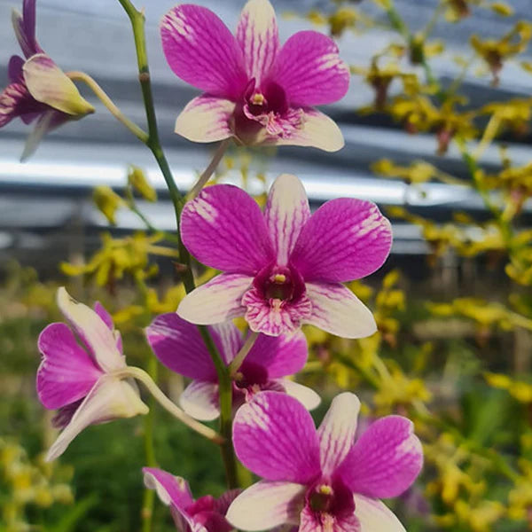 Dendrobium Triple Fantasy orchid flowers in soft pastel shades with intricate patterns on petals, blooming in clustered sprays along the stem, showcasing a vibrant and elegant tropical orchid bloom ideal for decorative indoor gardening.