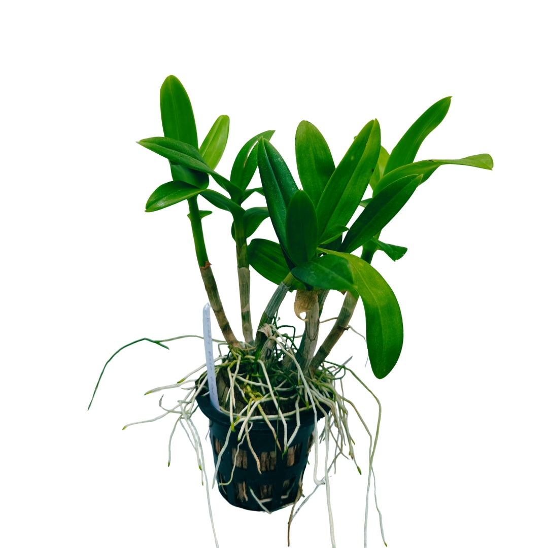 Dendrobium Woon Leng live orchid plant with green canes and white purple flowers, indoor flowering orchid for home decor, balcony gardening, and orchid collection
