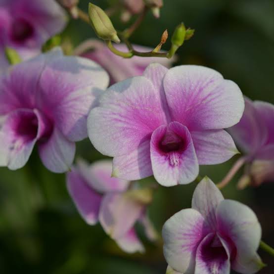 Dendrobium Yaya orchid flower with elegant blooms, a beautiful Dendrobium orchid for orchid lovers in India