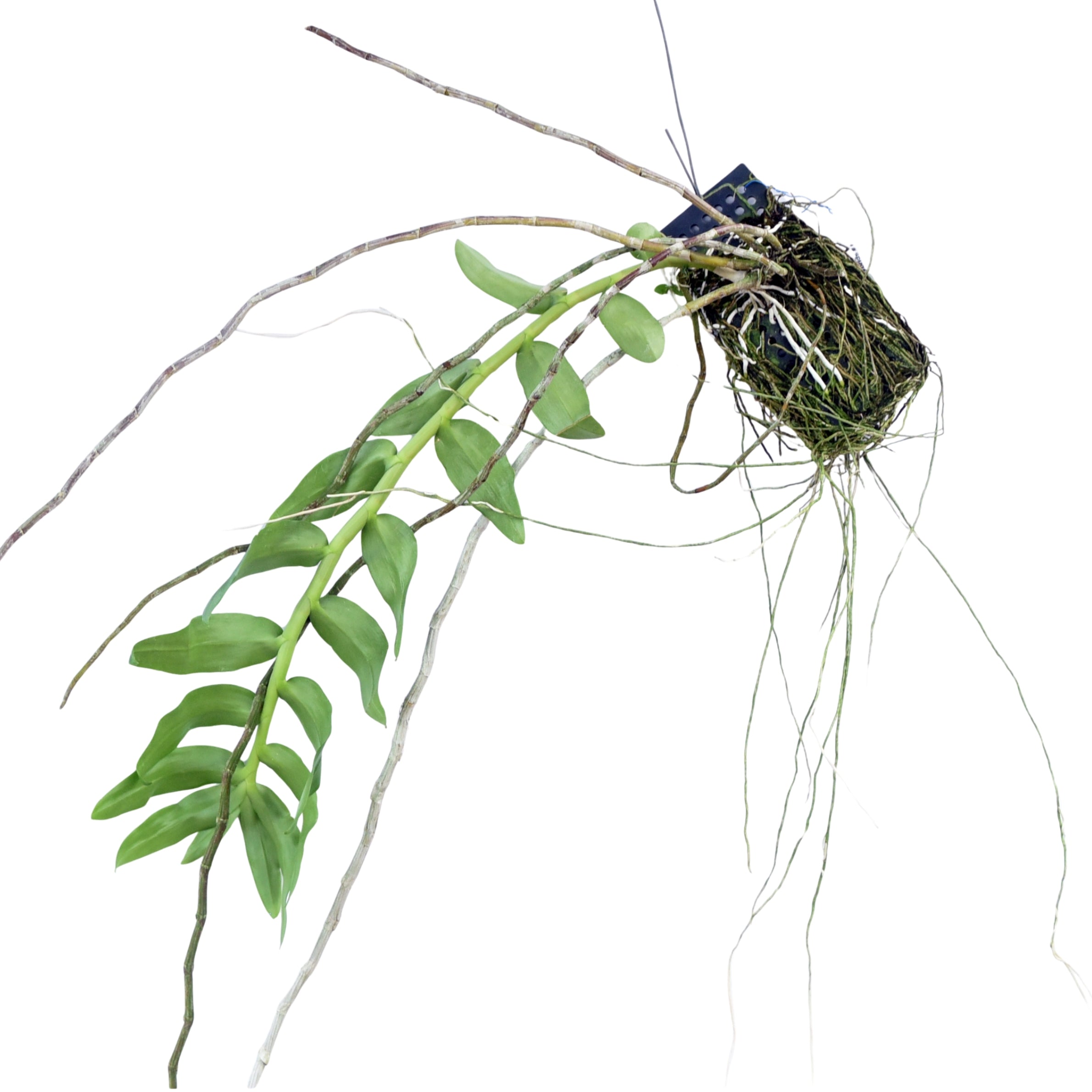 Dendrobium anosmum alba × anosmum Taiwan live orchid plant featuring robust canes and healthy green leaves, perfect for orchid enthusiasts seeking premium orchid plants online in India from Click Orchid.