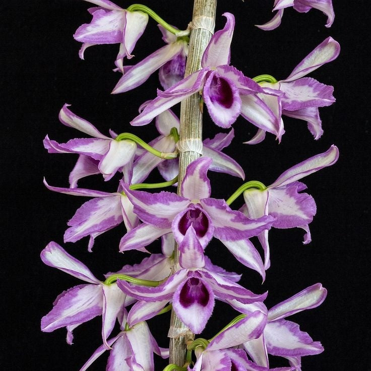 Dendrobium anosmum 'Alba' x anosmum 'A Touch of Class' orchid plant with vigorous cane development, fresh green foliage, and excellent plant health, a unique hybrid prized for its ornamental value and flowering potential. This exceptional orchid is perfect for botanical collections, rare plant enthusiasts, tropical plant displays, specialty orchid cultivation, advanced orchid growers, and premium ornamental plant collections in India.