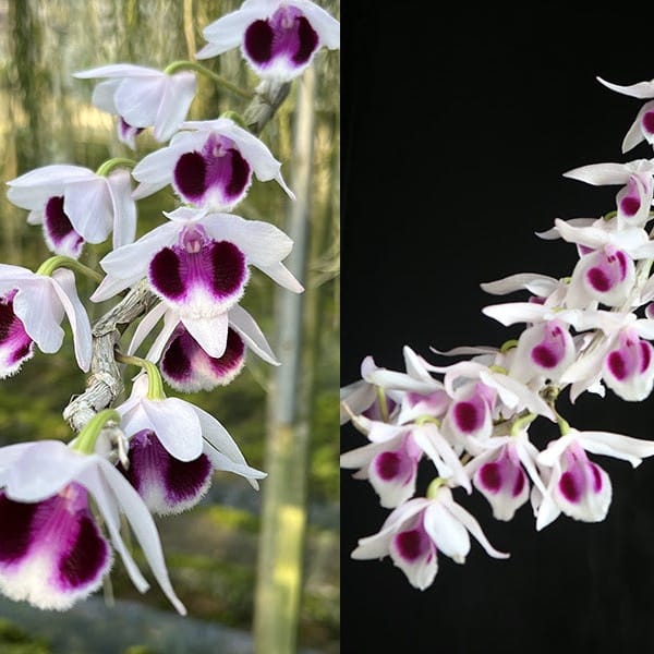 Dendrobium (anosmum × Super Nestor) × anosmum orchid flower with elegant white petals, deep purple lips, fragrant cascading blooms, and exotic tropical orchid beauty ideal for Orchid Plants Online India, hanging orchid displays, rare Dendrobium collections, and premium orchid enthusiasts across India.