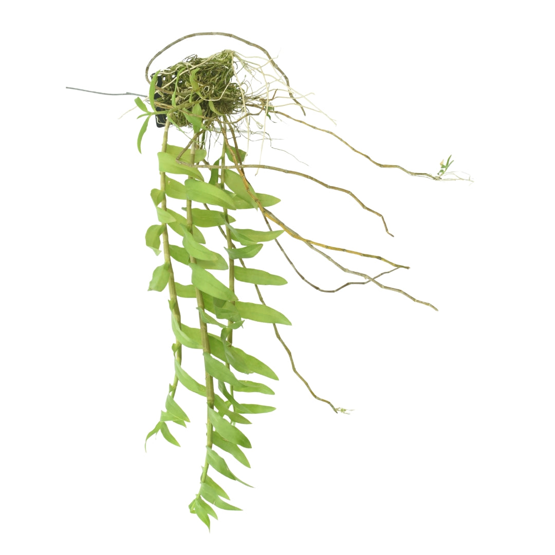 Dendrobium (anosmum × Super Nestor) × anosmum orchid plant with healthy cane growth, lush green foliage, and vigorous tropical orchid appearance suitable for hanging baskets, orchid houses, greenhouse collections, and customers looking to buy orchid plants online in India.