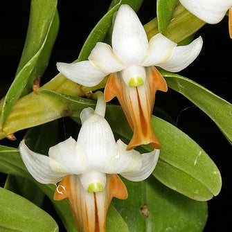 Dendrobium ellipsophyllum