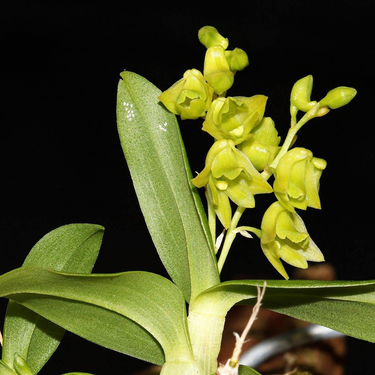 Dendrobium kanburiense orchid flower displaying elegant species blooms and natural beauty. Rare Dendrobium species orchid for collectors searching for exotic orchids and orchid plants online in India.