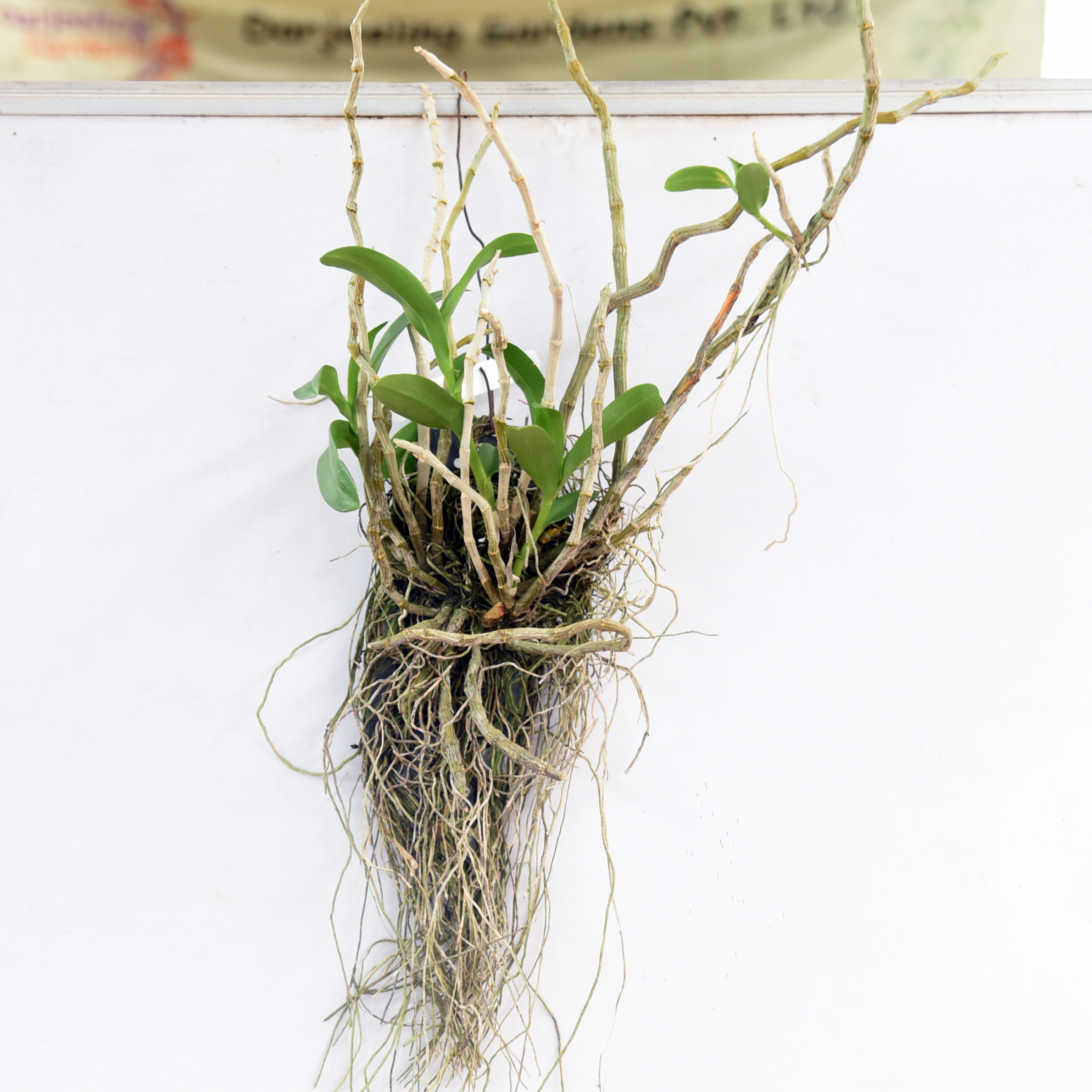 Dendrobium parishii alba orchid plant showing healthy green canes and natural growth habit, rare white form Dendrobium orchid, tropical live orchid plant, exotic orchid collection in India, premium orchid nursery plant.