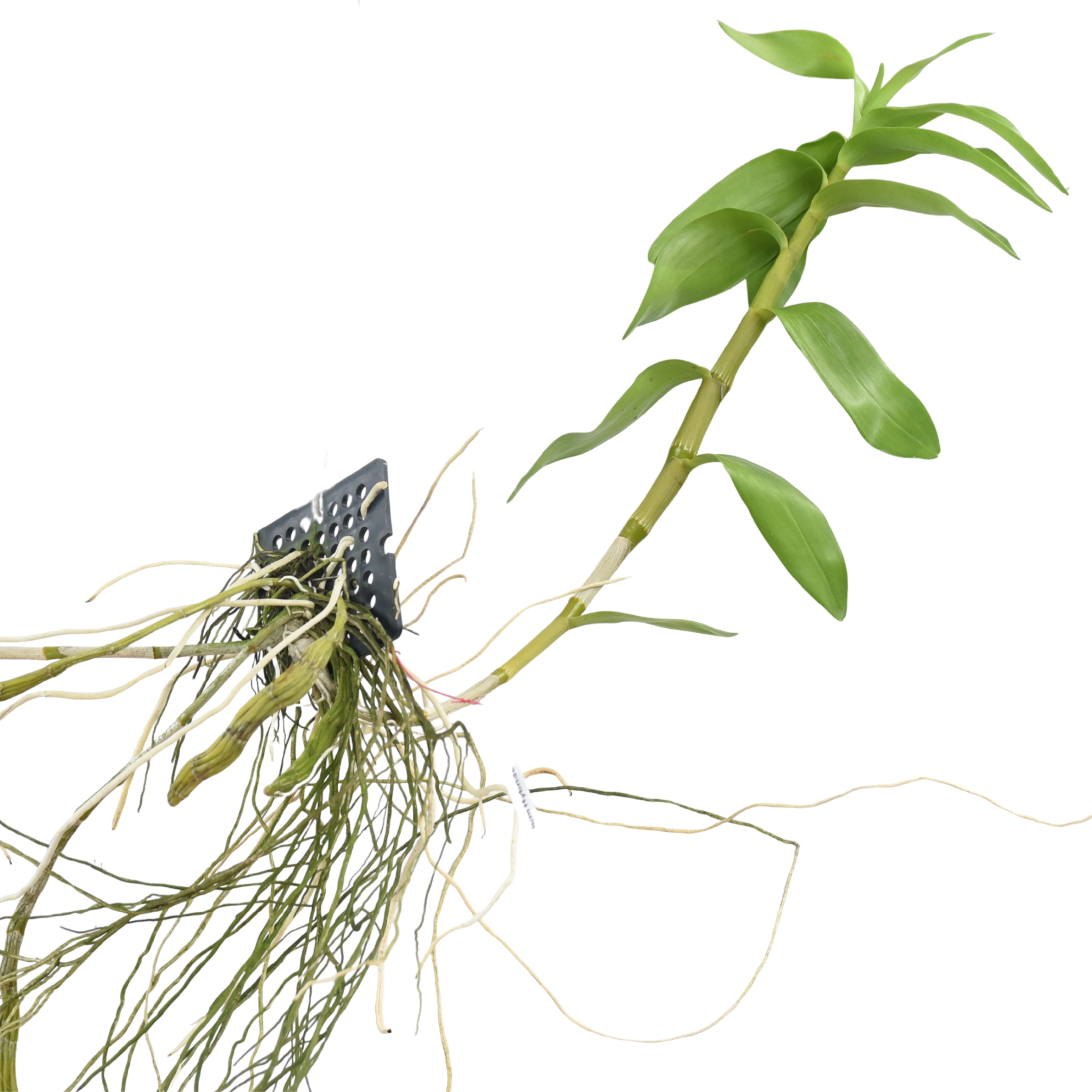 Dendrobium signatum × friedericksianum orchid plant showing healthy green canes and strong growth, rare Dendrobium hybrid orchid, tropical live orchid plant in India, exotic flowering orchid plant for collectors, premium orchid nursery plant.