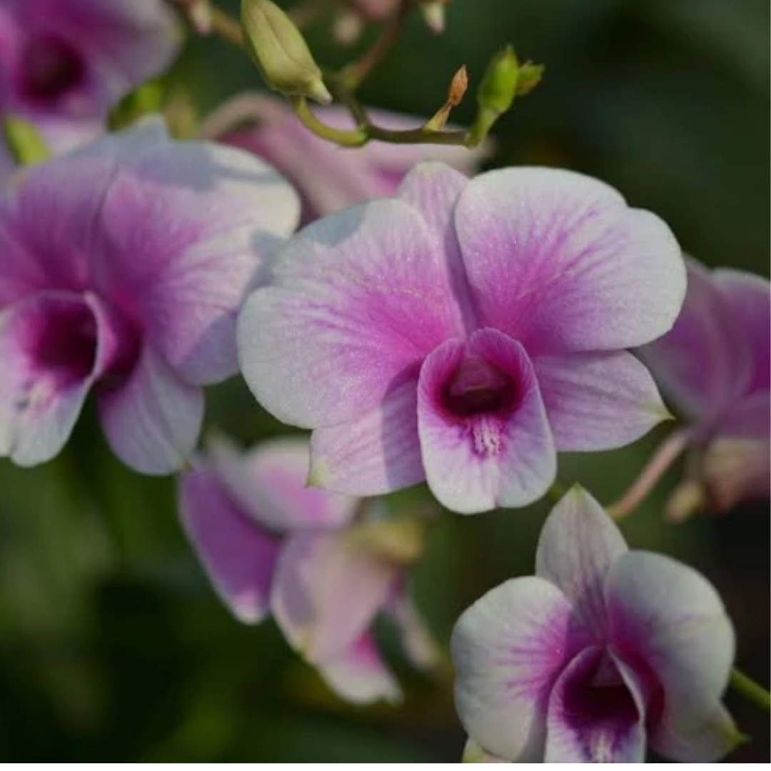 Dendrobium Yaya Compacum compact orchid with clustered blooms, a healthy colourful orchid plant for gifting in India