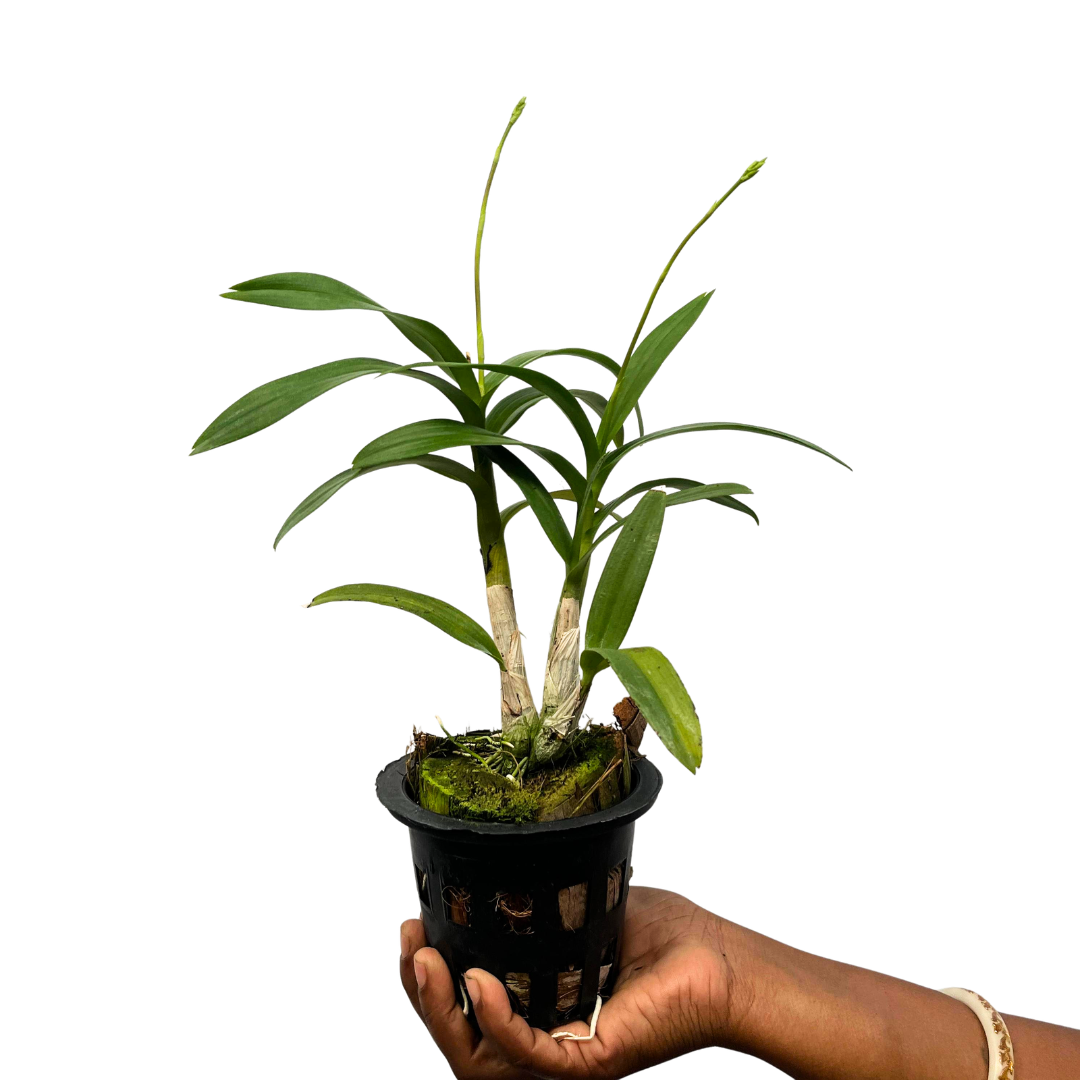 Dendrobium Yaya Compacum compact orchid with clustered blooms, a healthy colourful orchid plant for gifting in India