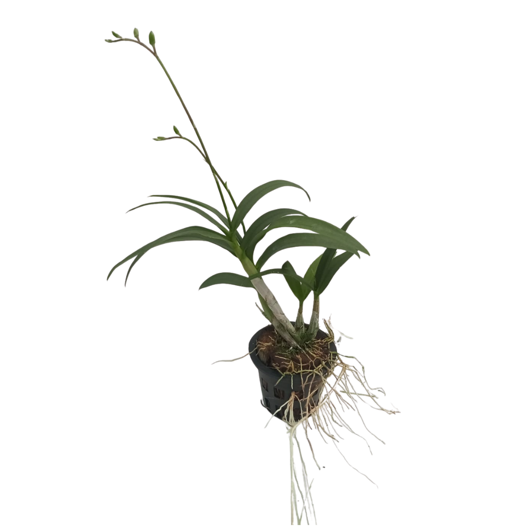 Dendrobium Yaya Compacum compact orchid with clustered blooms, a healthy colourful orchid plant for gifting in India