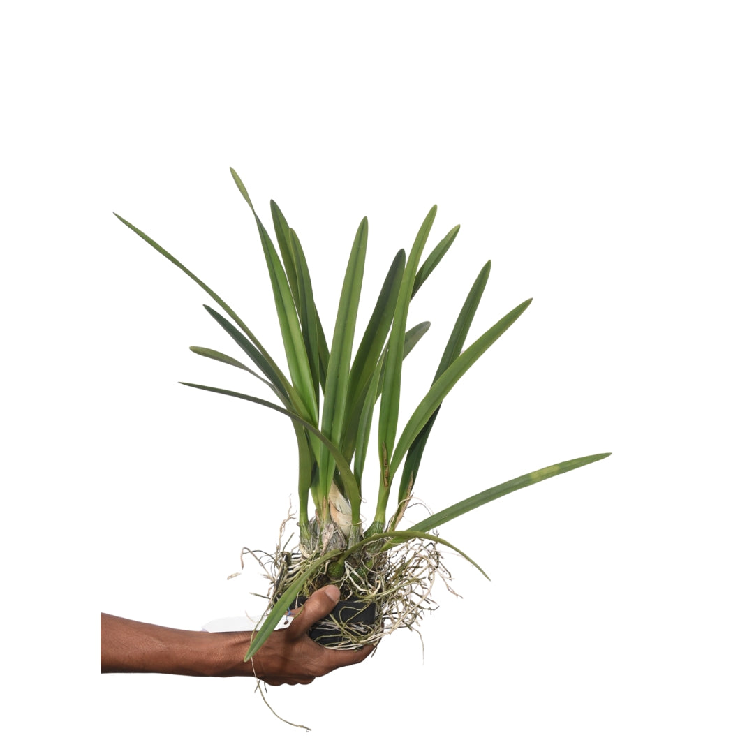 Encyclia randii x tampensis live orchid plant with healthy pseudobulbs, narrow green foliage, and compact tropical growth ideal for orchid shelves, greenhouse collections, mounted growing, and indoor orchid plant collections in India.
